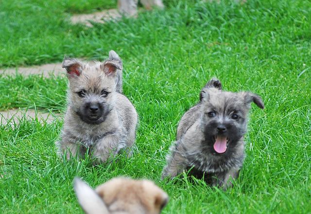 Fynn als Welpe 056.jpg